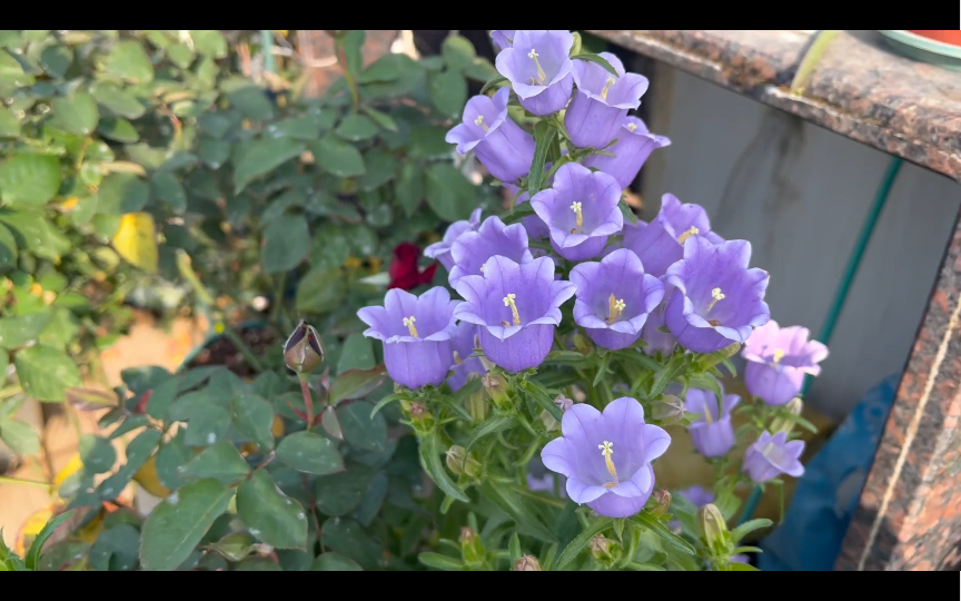 给福建两广花友推荐一些秋冬适合种植的草花:巧克力蕾丝、风铃花、奥莱芹、洋甘菊、角堇!还有夏天适合的芳香六道木哔哩哔哩bilibili