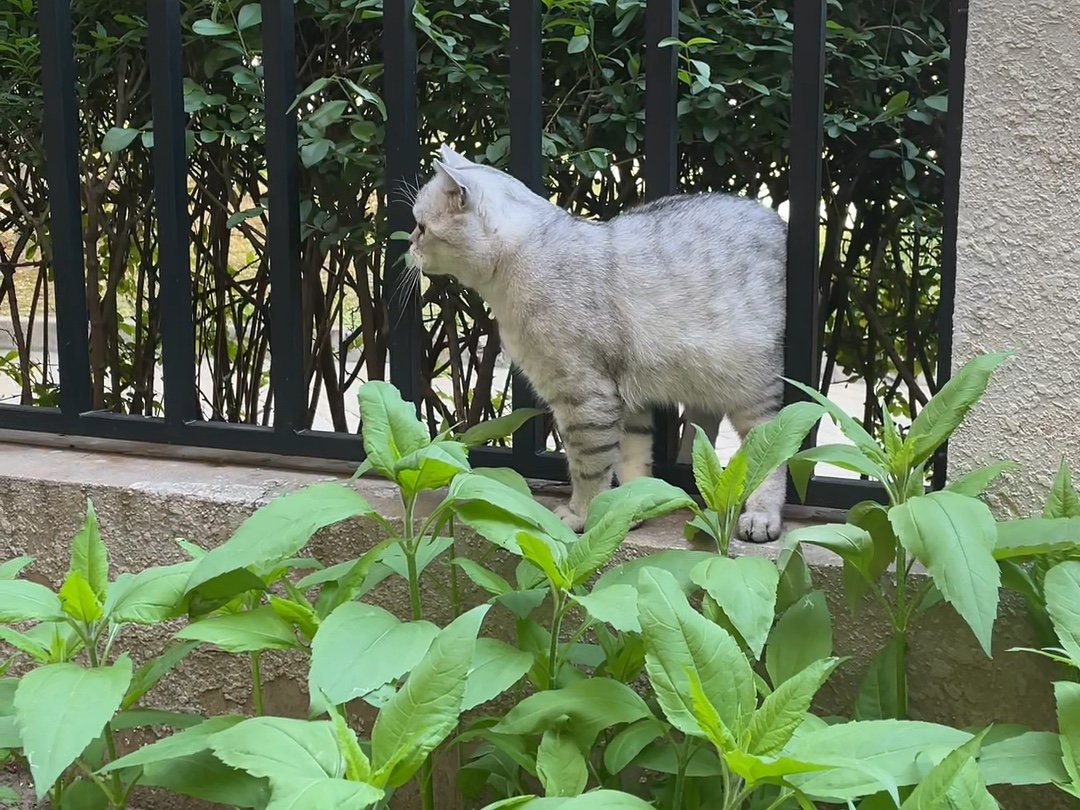 如果没有母猫,公猫是不会自己发情的哔哩哔哩bilibili