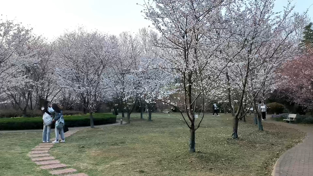 河海大学常州校区樱花园