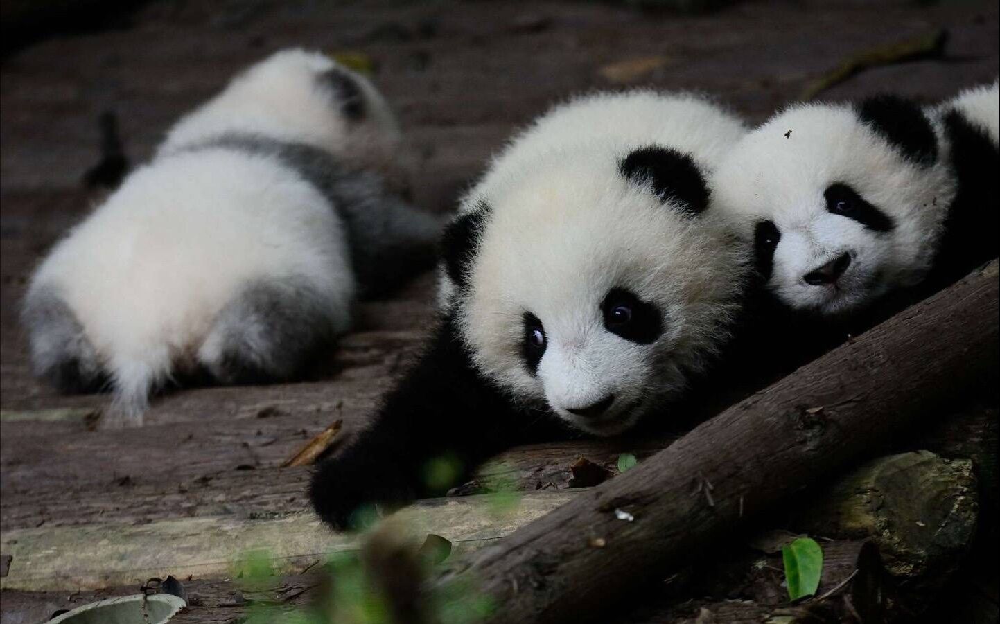 [图]20180409_《大熊猫成实雅韵雅竹娅星》母子园小霸王争夺赛，一熊既出，谁熊争锋？