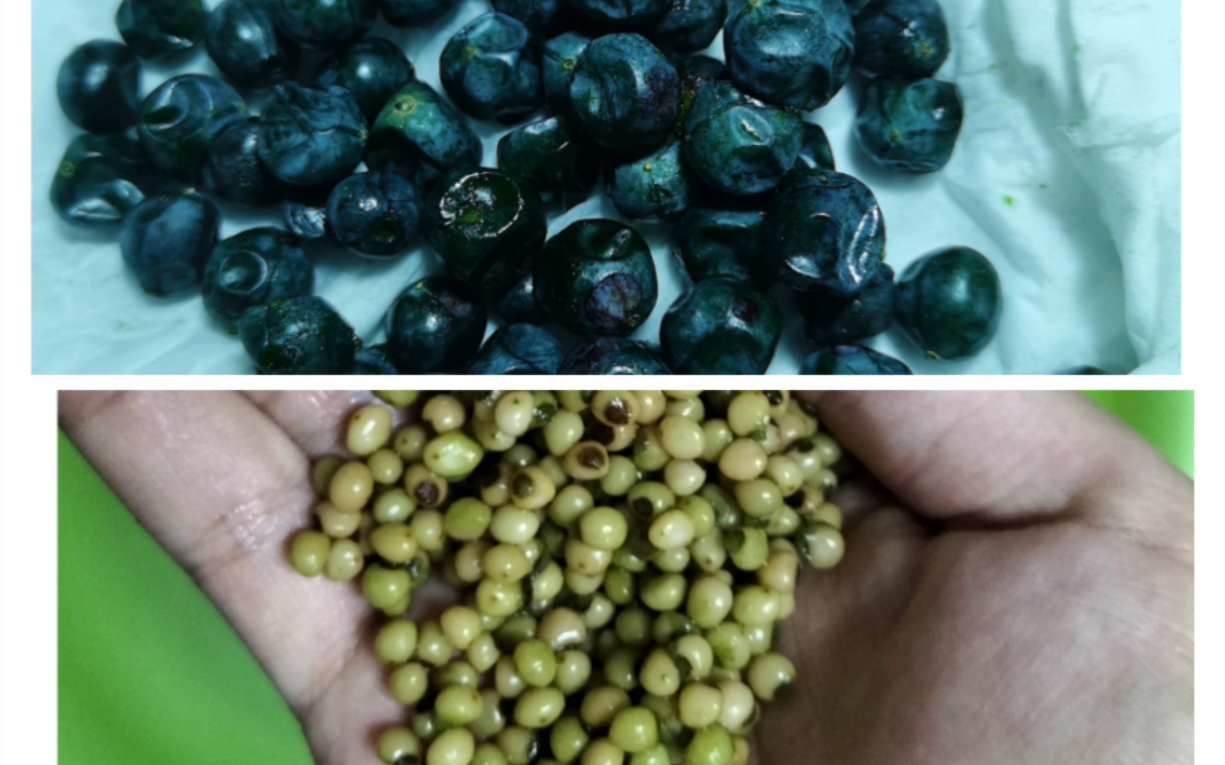 如何让玉竹种子萌发: 低温处理催根_哔哩哔哩_bilibili