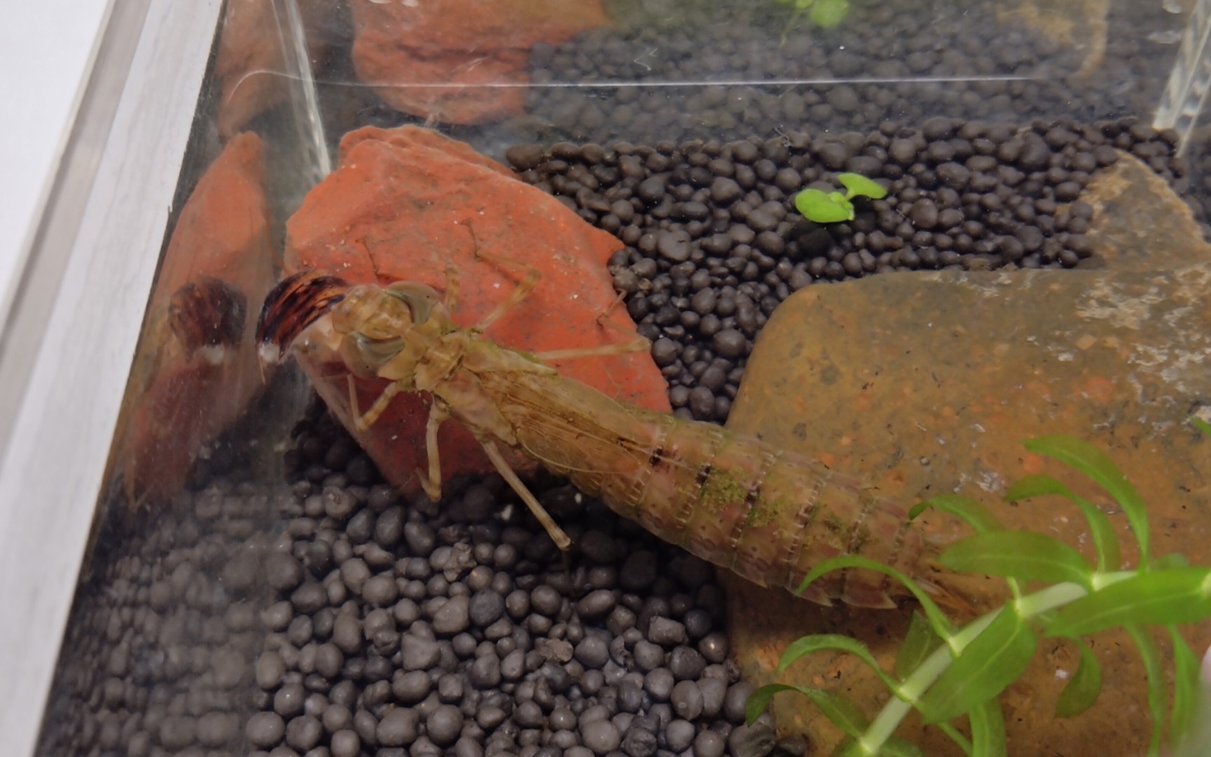 碧伟蜓稚虫进食