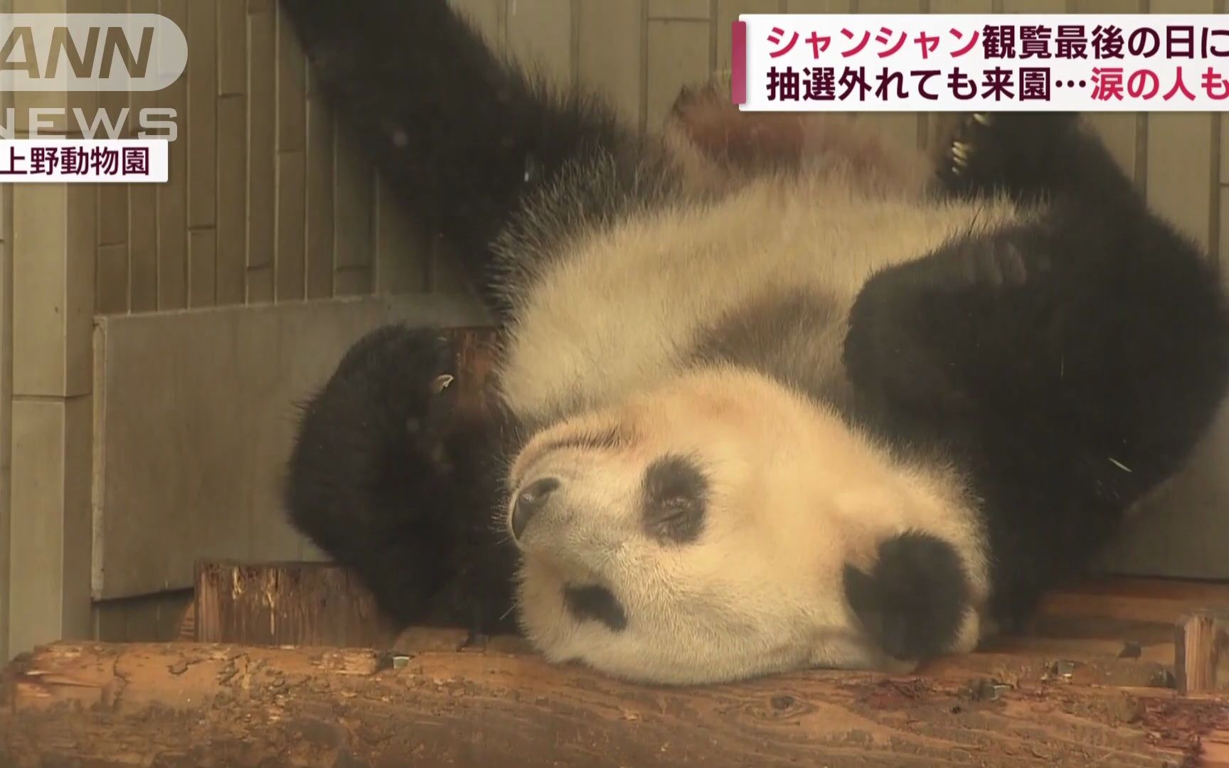 日本新闻 日语听力 生肉 シャンシャンへ上野を忘れないでねシャッター闭じ涙のお别れ2023年2月19日1080p哔哩哔哩bilibili