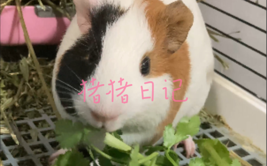 [图]荷兰猪香菜（芫荽）吃播，真香！！！