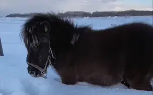 Télécharger la video: 【太阳牧场】陷进雪里出不去了(￣△￣；)