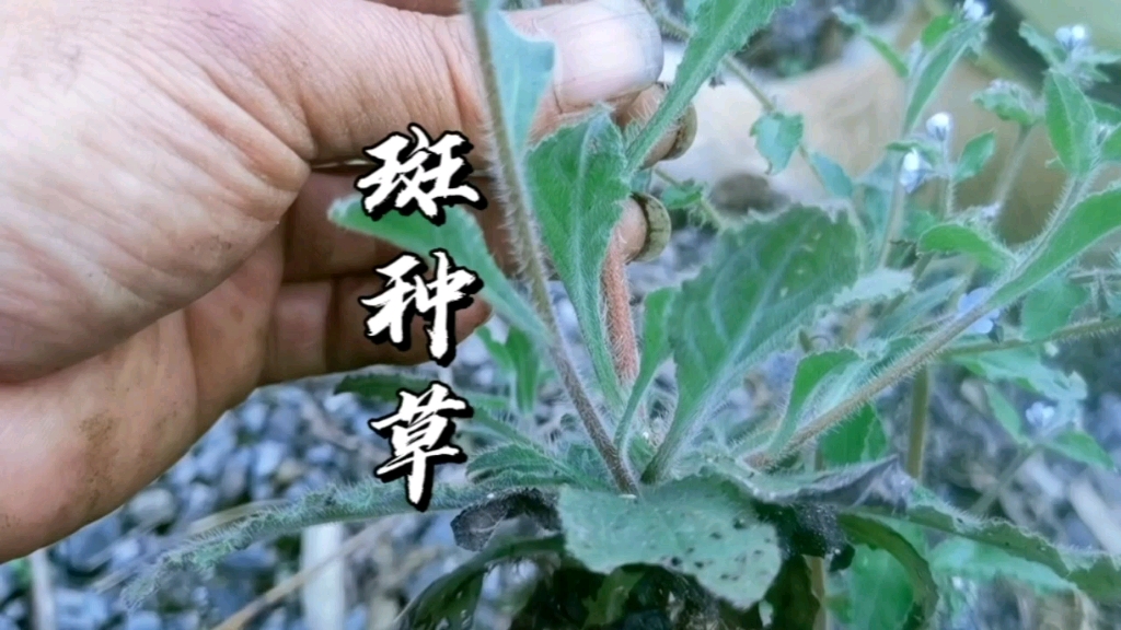 农村不常见的草"斑种草"有多少人认识它?