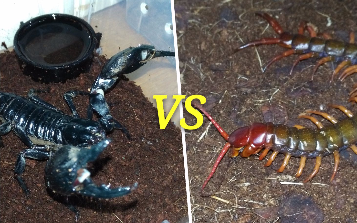 蝎子vs蜘蛛vs蜈蚣vs蛇图片