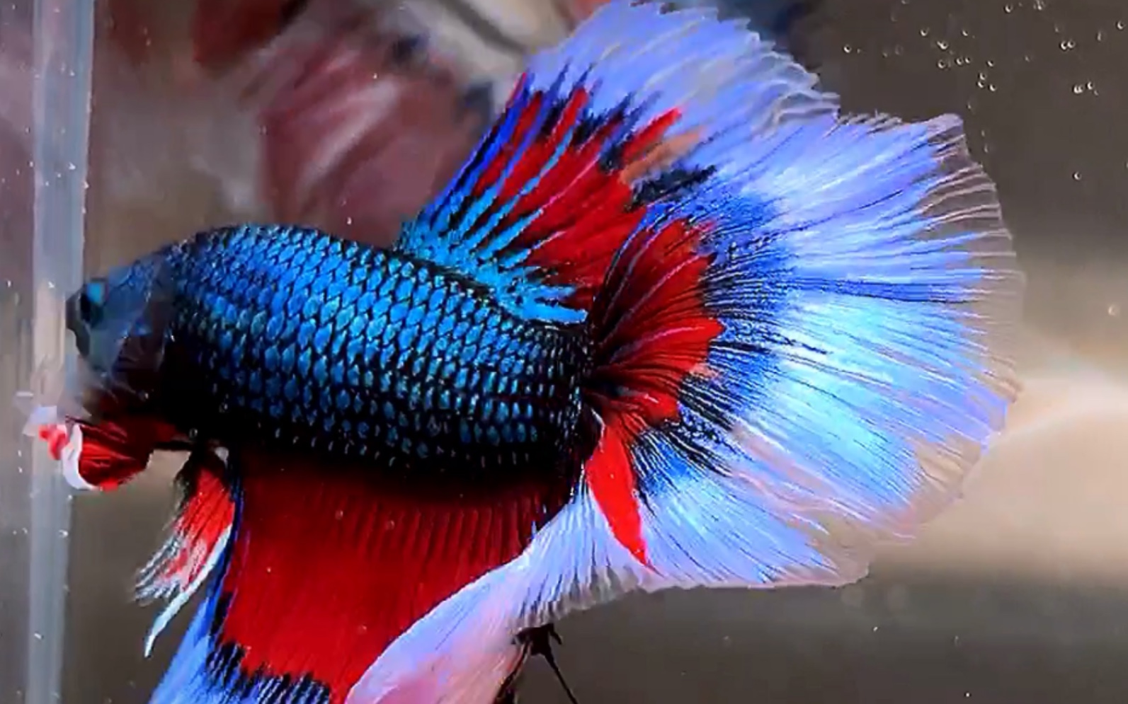 超美荧光蝶翼泰国斗鱼半月斗鱼