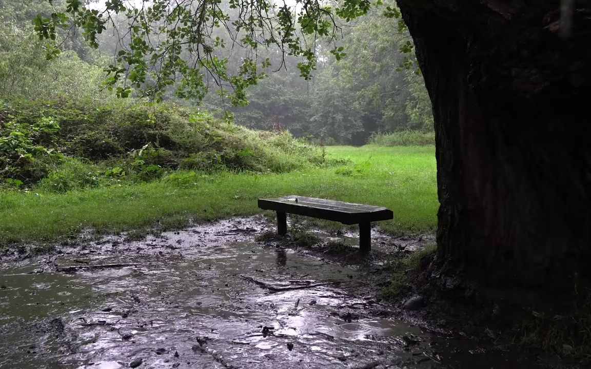 [图]【白噪音】实录英国一棵树下舒适雨睡眠放松和耳鸣的白噪声|助眠，学习，冥想，放松