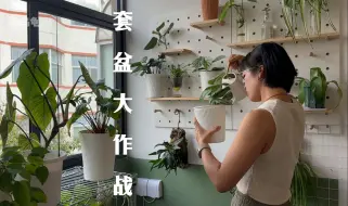 Télécharger la video: 「山乌龟」套盆似乎成了室内植物的归宿