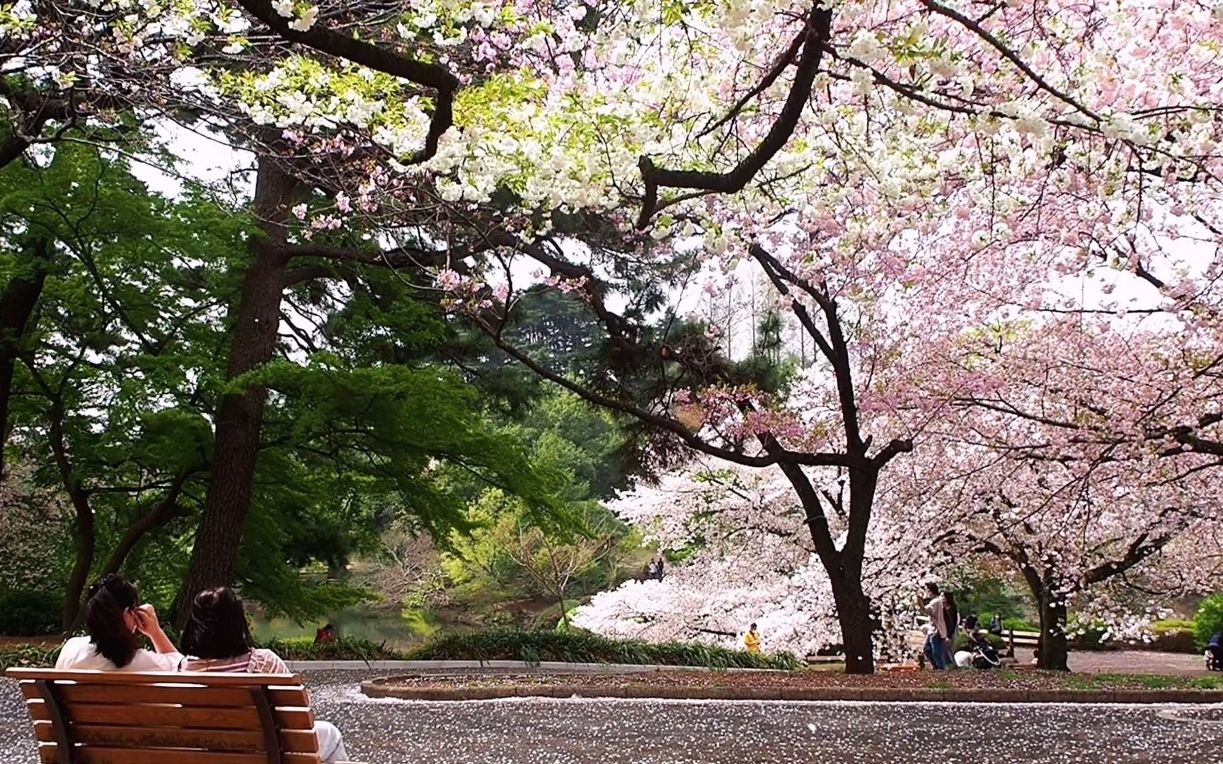 来自新宿御苑的樱花图鉴【2021.03.30】