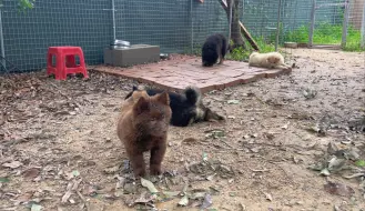 Скачать видео: 赶集两年偶遇唯一的山牛红，活泼可爱，样子就像个小熊