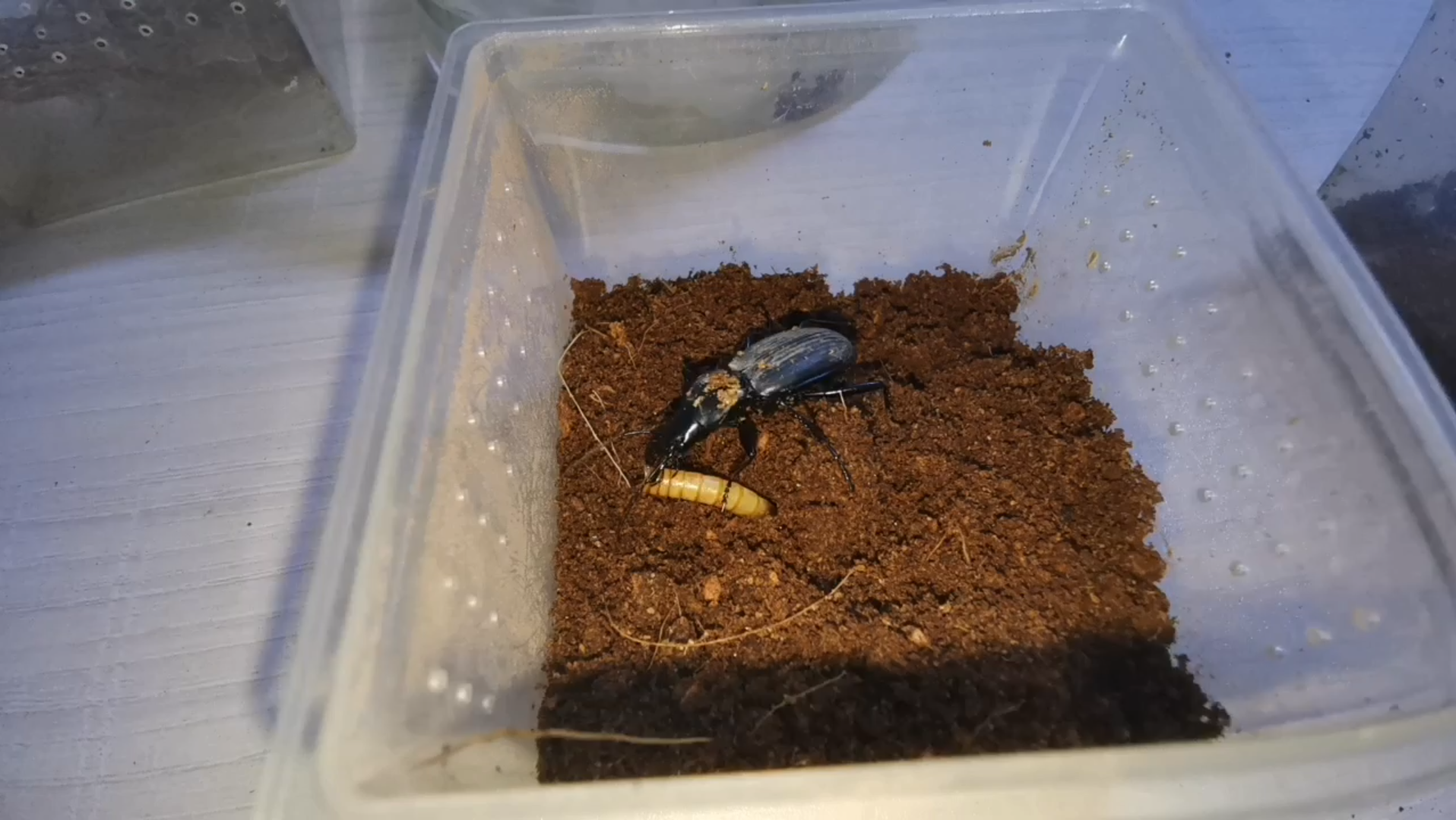 伪葬步甲捕食面包虫