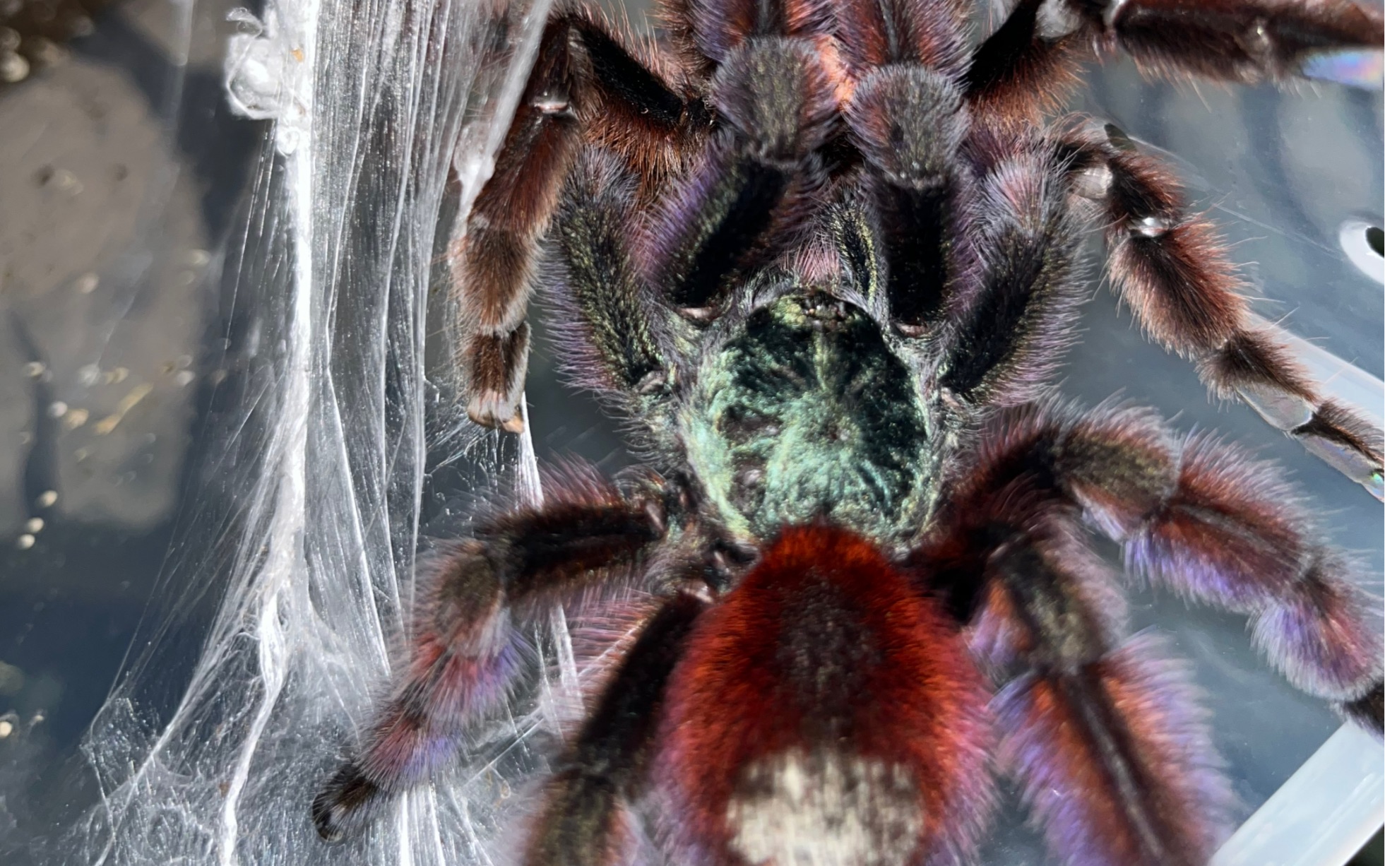 油彩粉趾成公开箱并使用