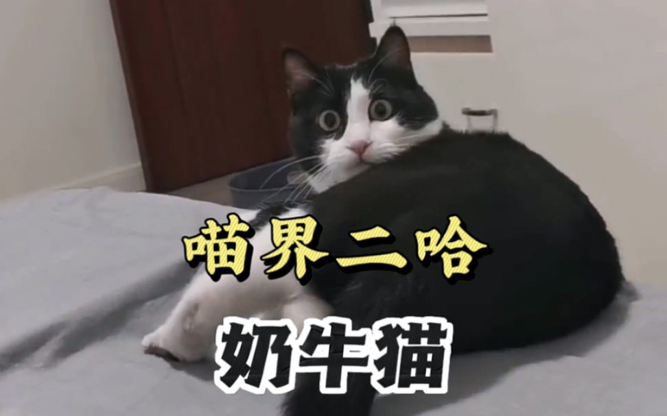 黑白搭配的猫咪有正常的吗,简直是喵界的二哈啊哔哩哔哩bilibili