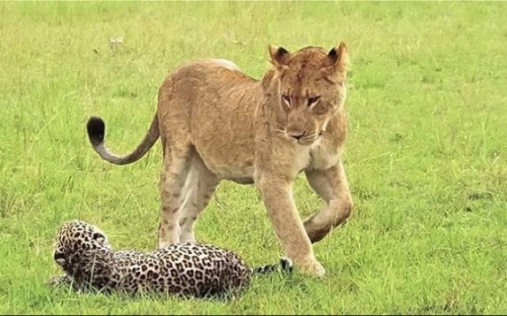 花豹护子与雌狮周旋