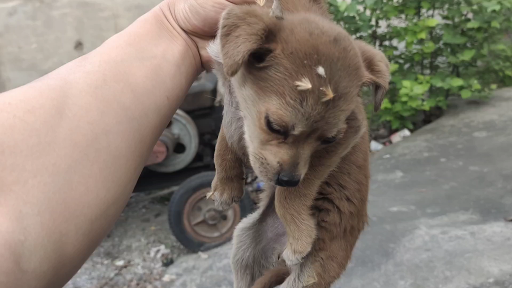 五一放假半个月突然跑来一条小野狗,不知道