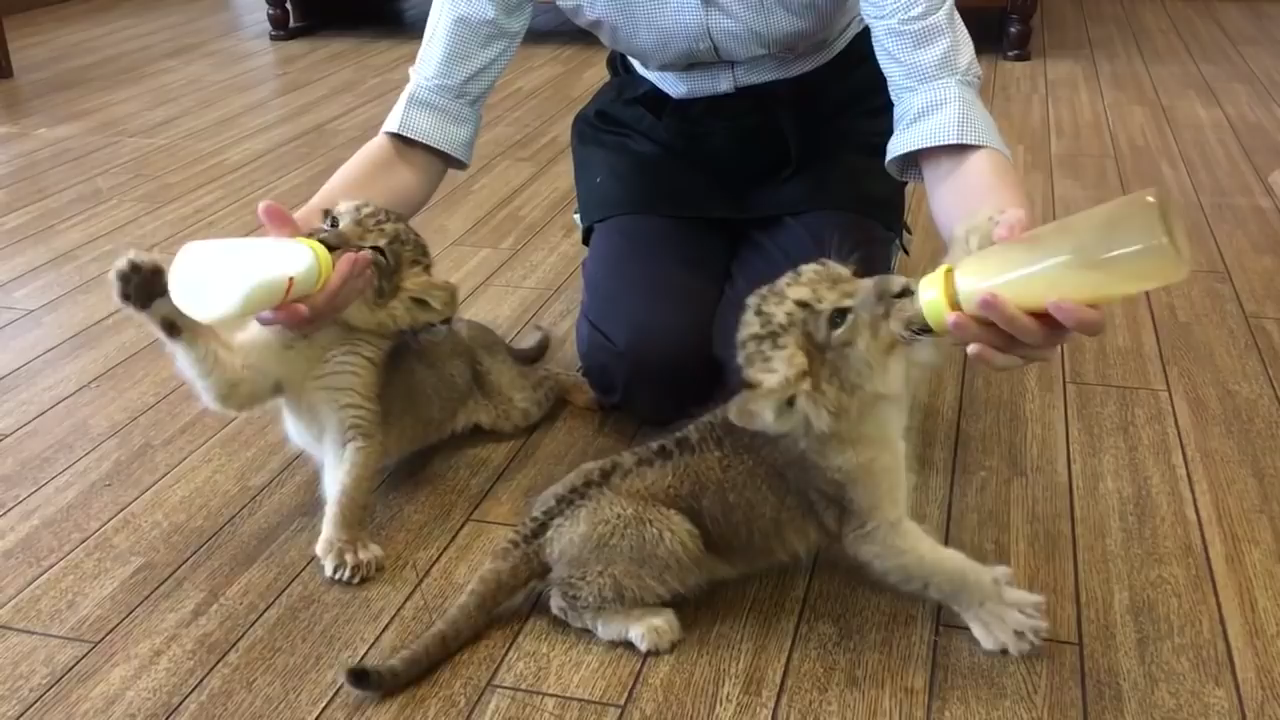 日本九州自然动物园 给小狮子喂奶