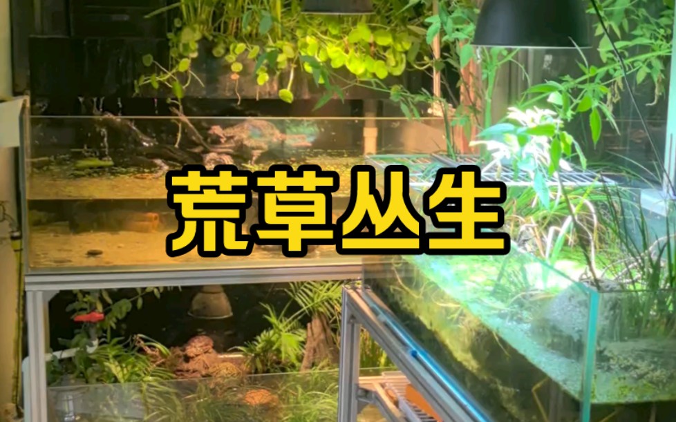 荒草丛生哔哩哔哩bilibili