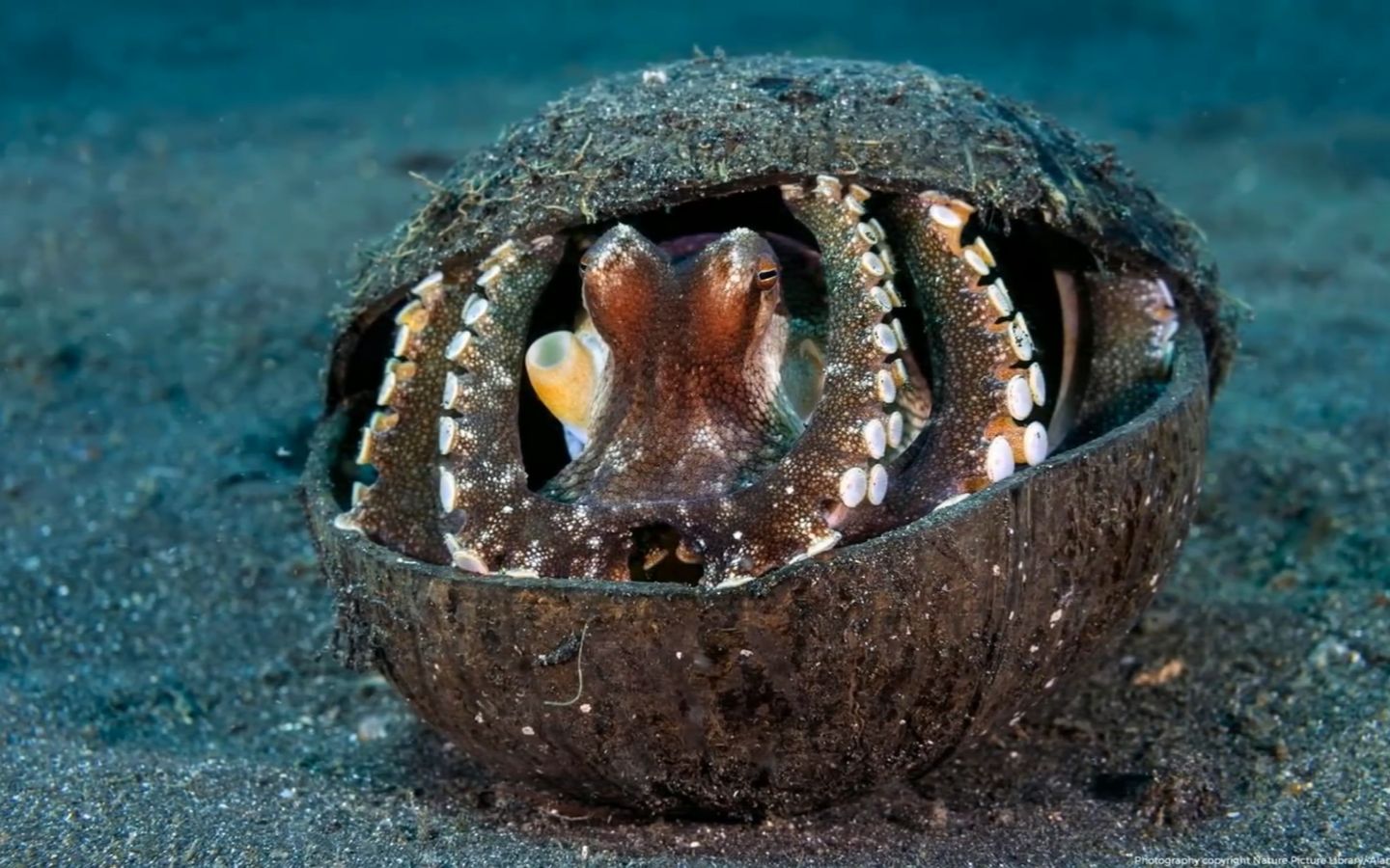 【诱人!】世界十大美丽章鱼,口水从嘴角不自觉的.