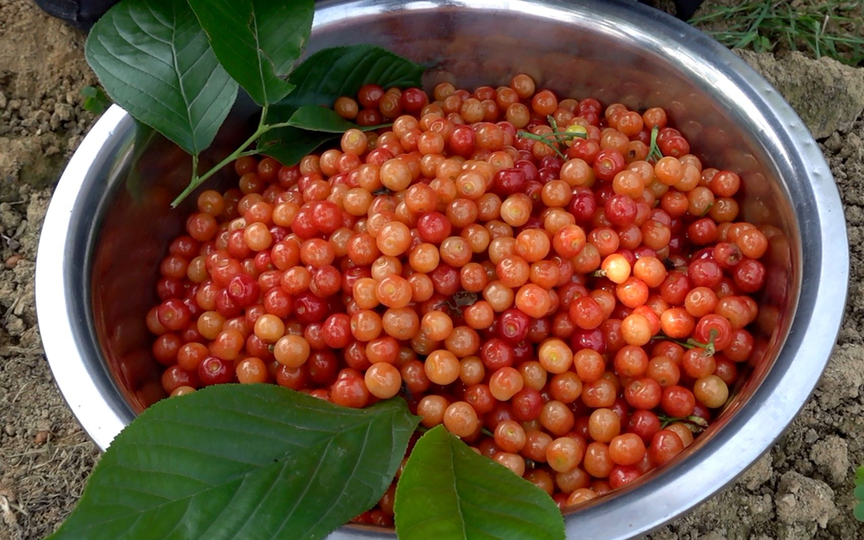 农村樱桃大丰收,卖20一斤,很多人表示吃不起