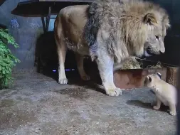 Video herunterladen: 丹麥歐登塞動物園的非洲獅爸爸首次和自己的4個寶寶見面