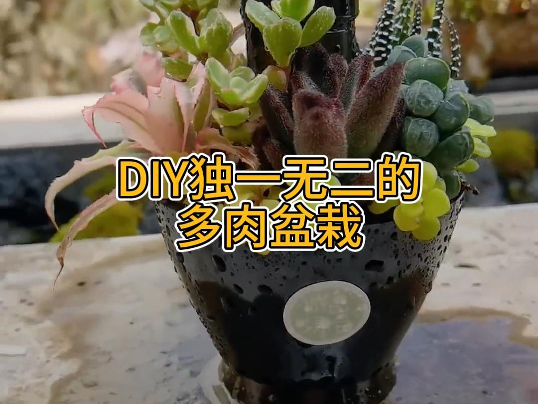 DIY一个独一无二的多肉盆栽哔哩哔哩bilibili