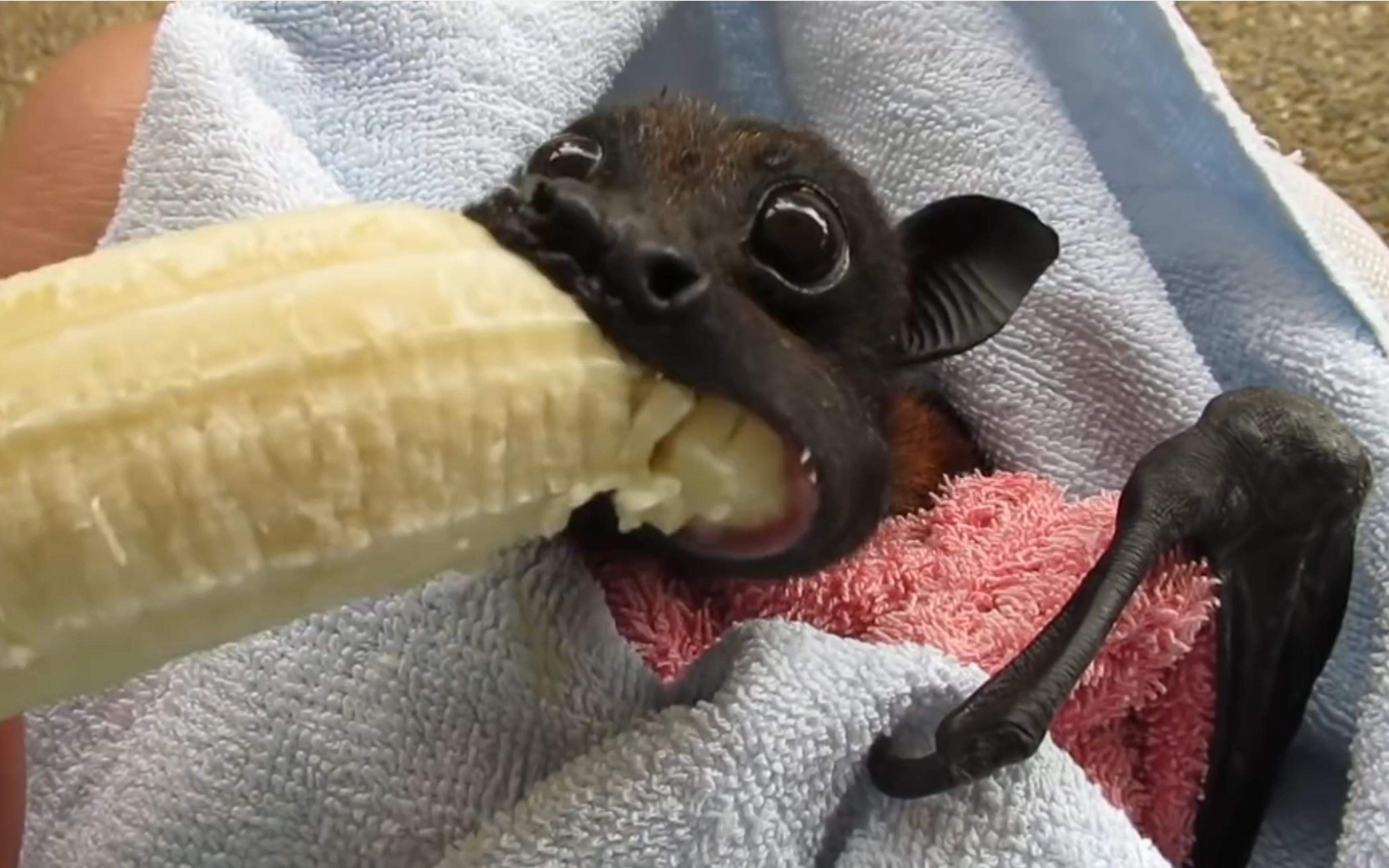 被救回来的小蝙蝠竟然喜欢吃香蕉,可爱到懵圈,原来不止会吸血!