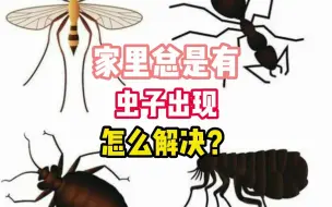 Download Video: 家里经常看到虫子的一定要这样做！