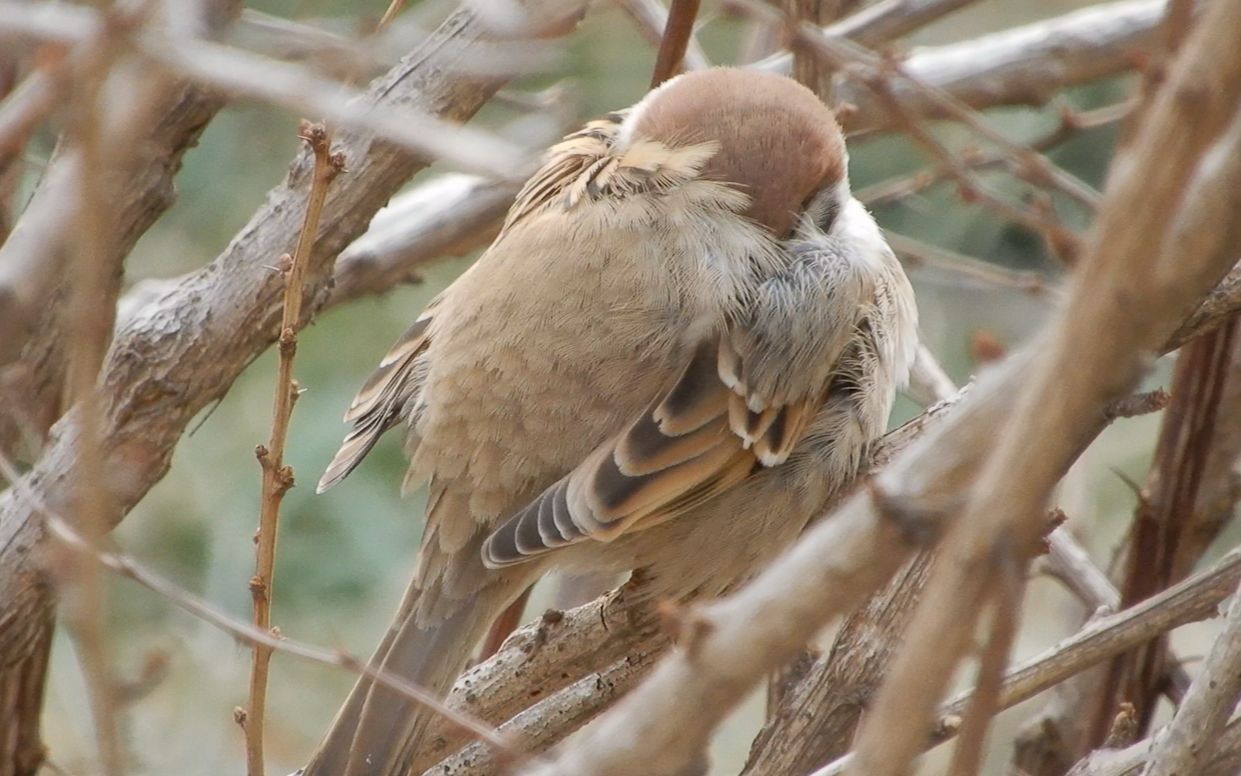 颜值超高的小麻雀挂机睡觉