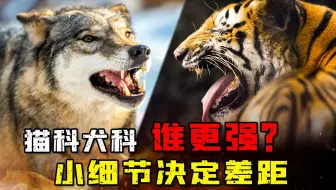 持续千万年的猫犬大战 猫科入侵灭了30种犬科 直接把一家族灭门 哔哩哔哩 Bilibili