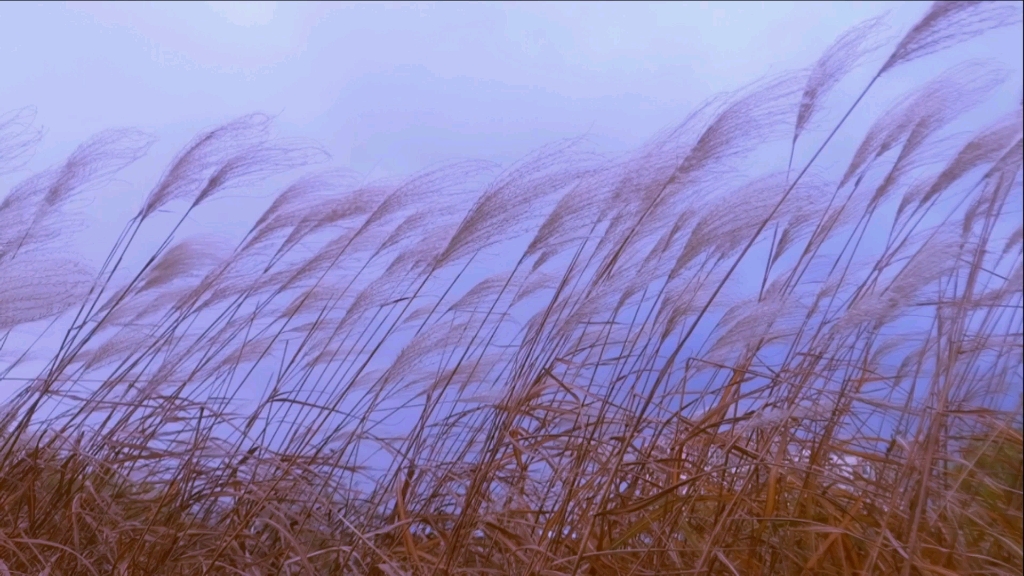 [图]芦苇荡的天空