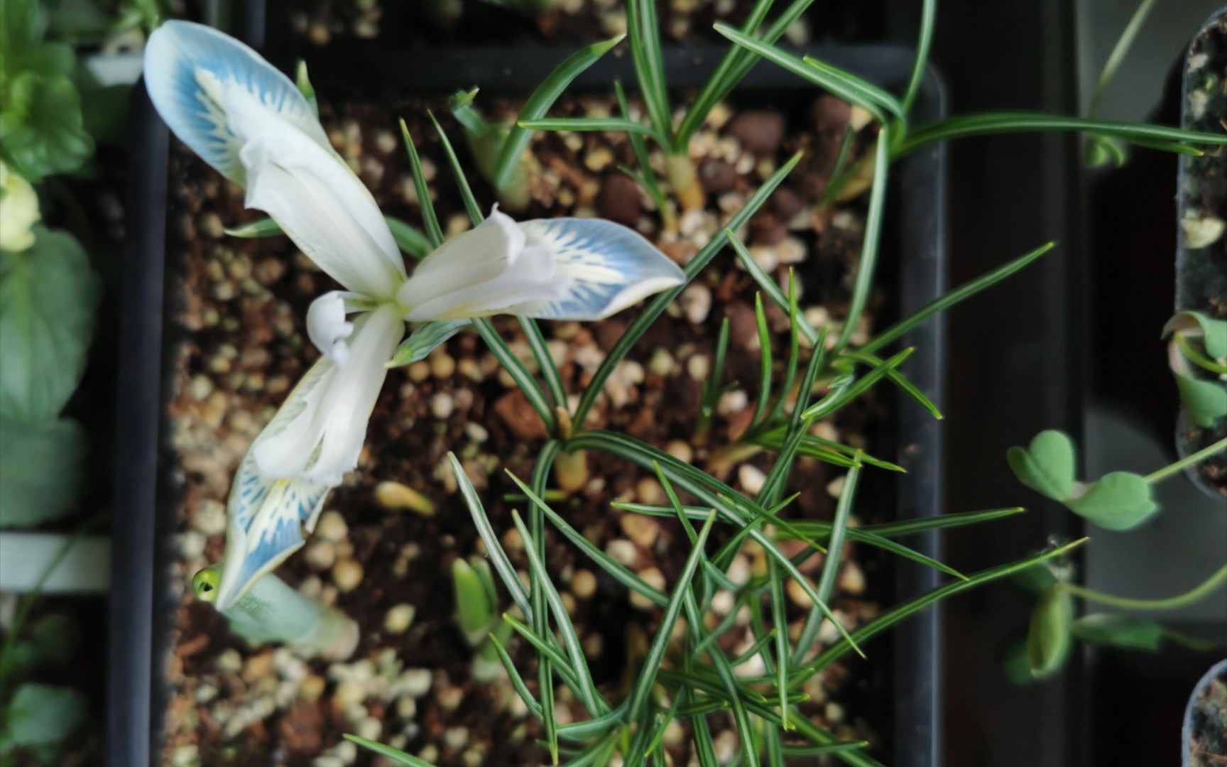 网脉鸢尾:冰冻星球