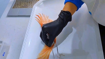 老鹰鱼雕教程,深蓝刺身姿造