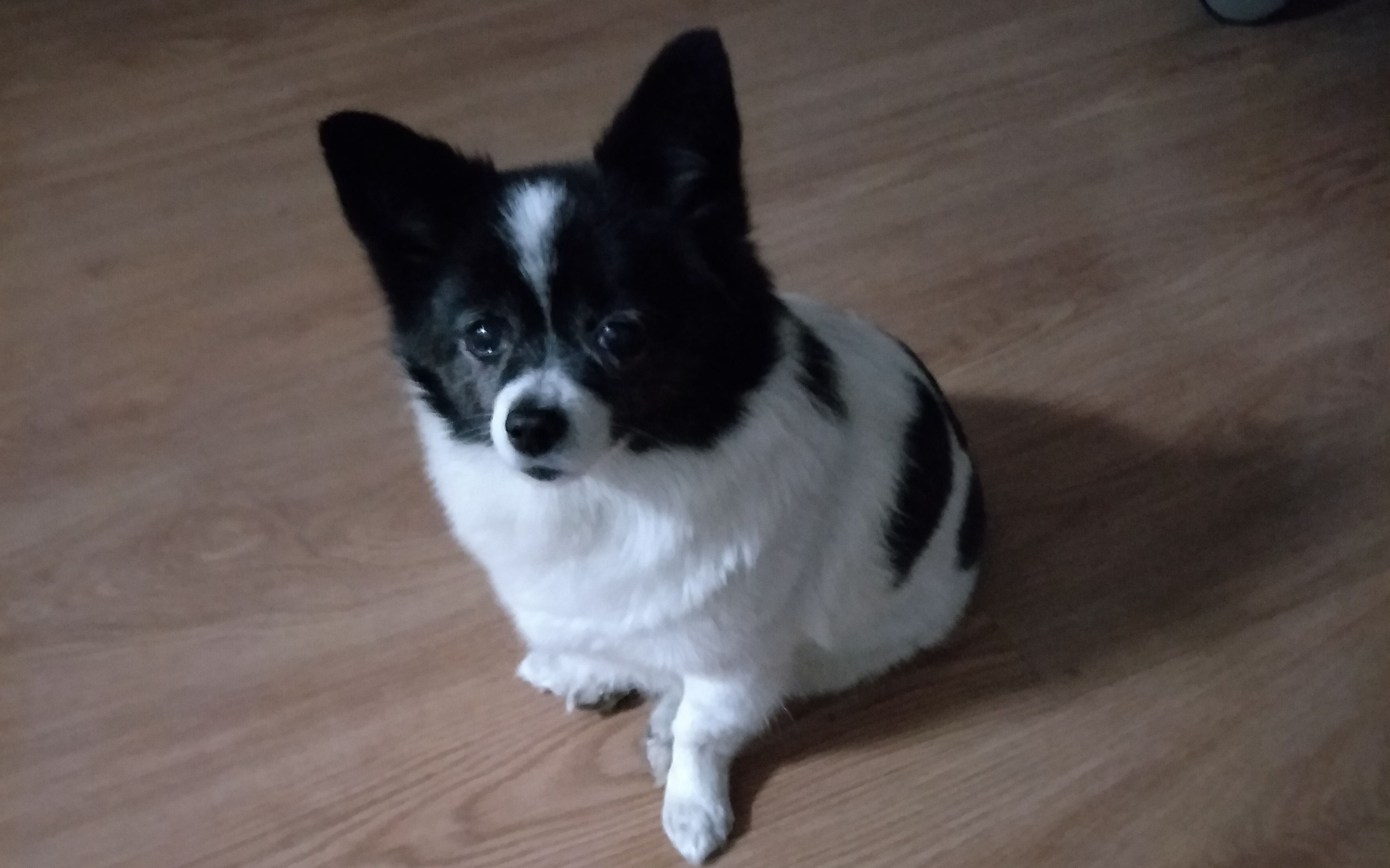 沙雕狗子的日常_哔哩哔哩_bilibili