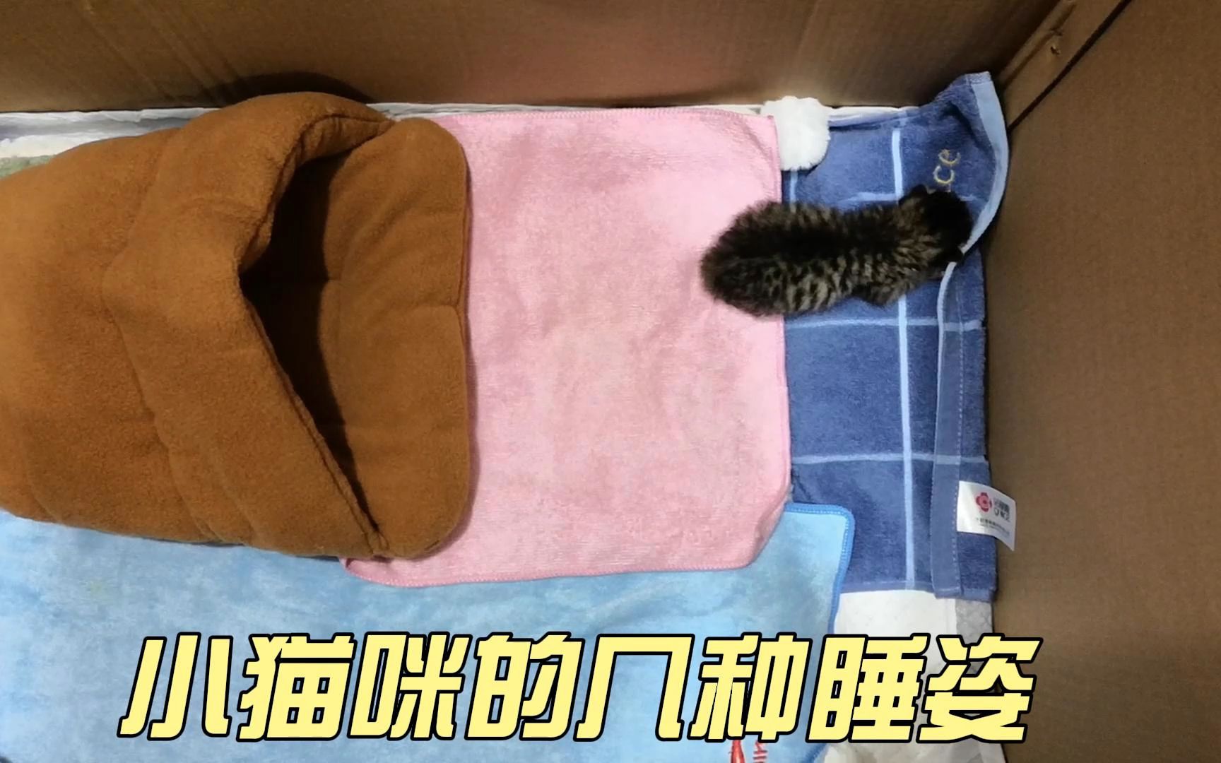 小猫咪的各种睡姿哔哩哔哩bilibili