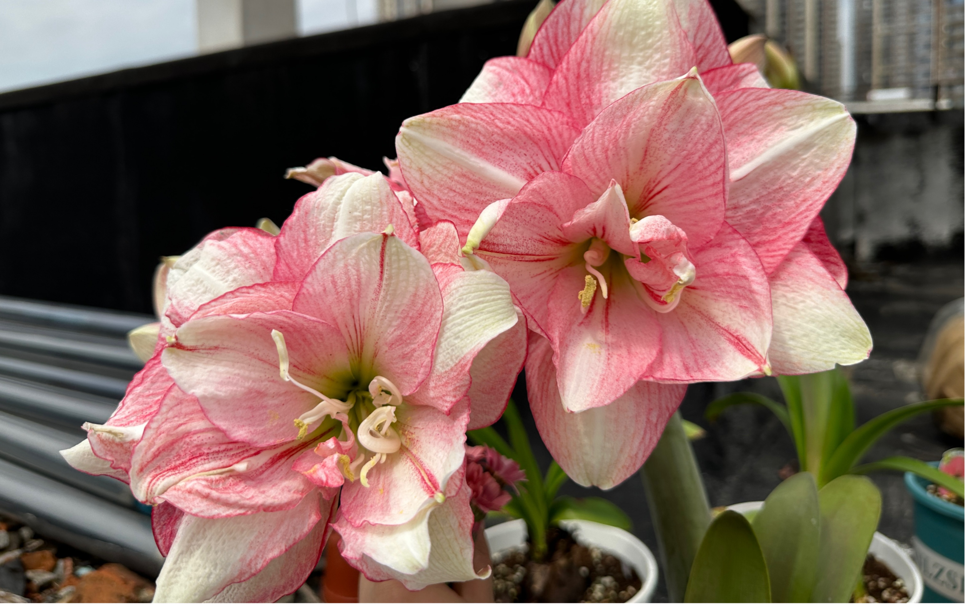 卡布鲁斯 朱顶红