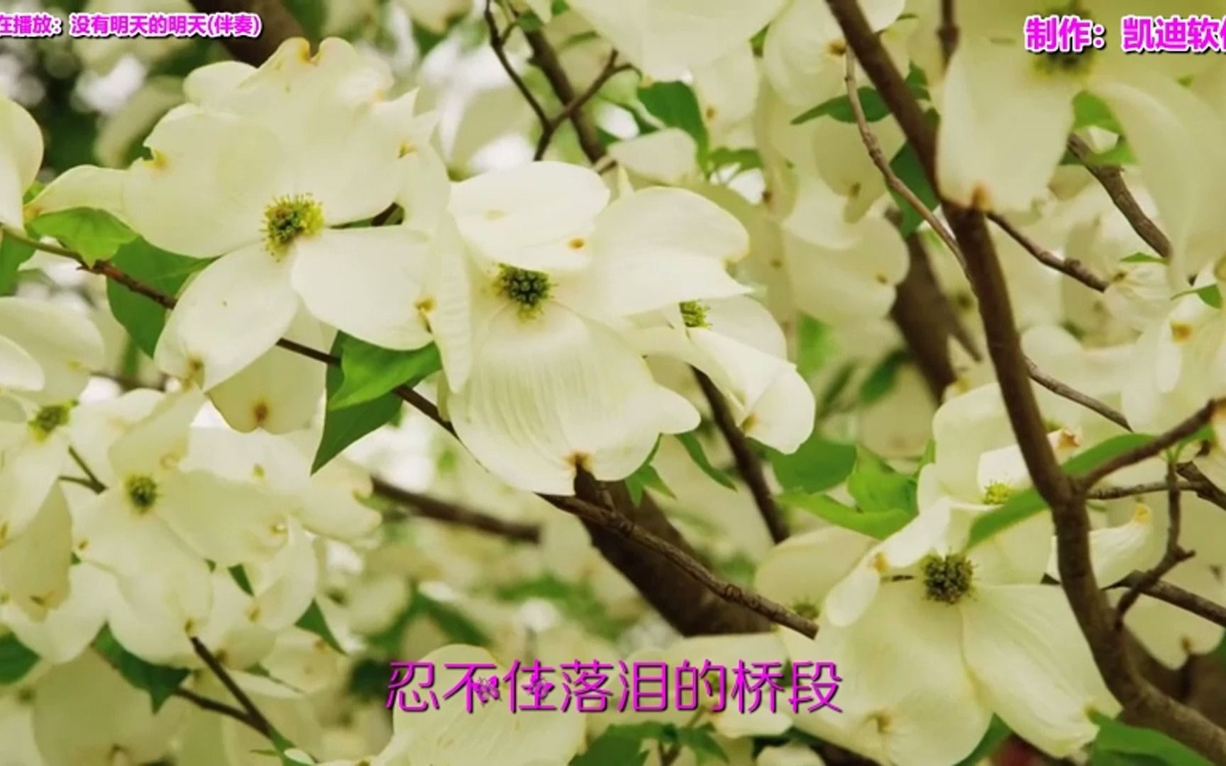 [图]《没有明天的明天(伴奏)》欣赏，哪个软件能制作宝宝mv