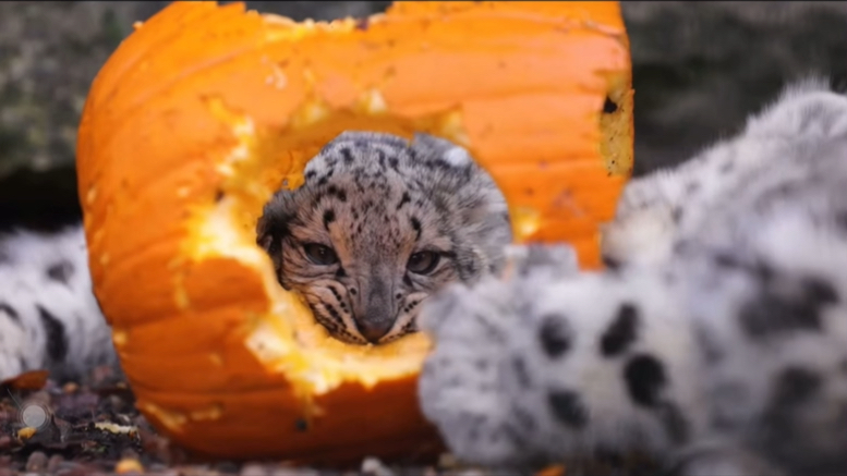 是兄弟就要一起啃南瓜99!小奶豹汹汹的!