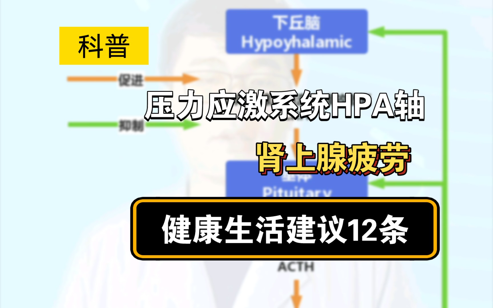 【科普】压力应激系统HPA轴&肾上腺疲劳&健康生活12条建议哔哩哔哩bilibili