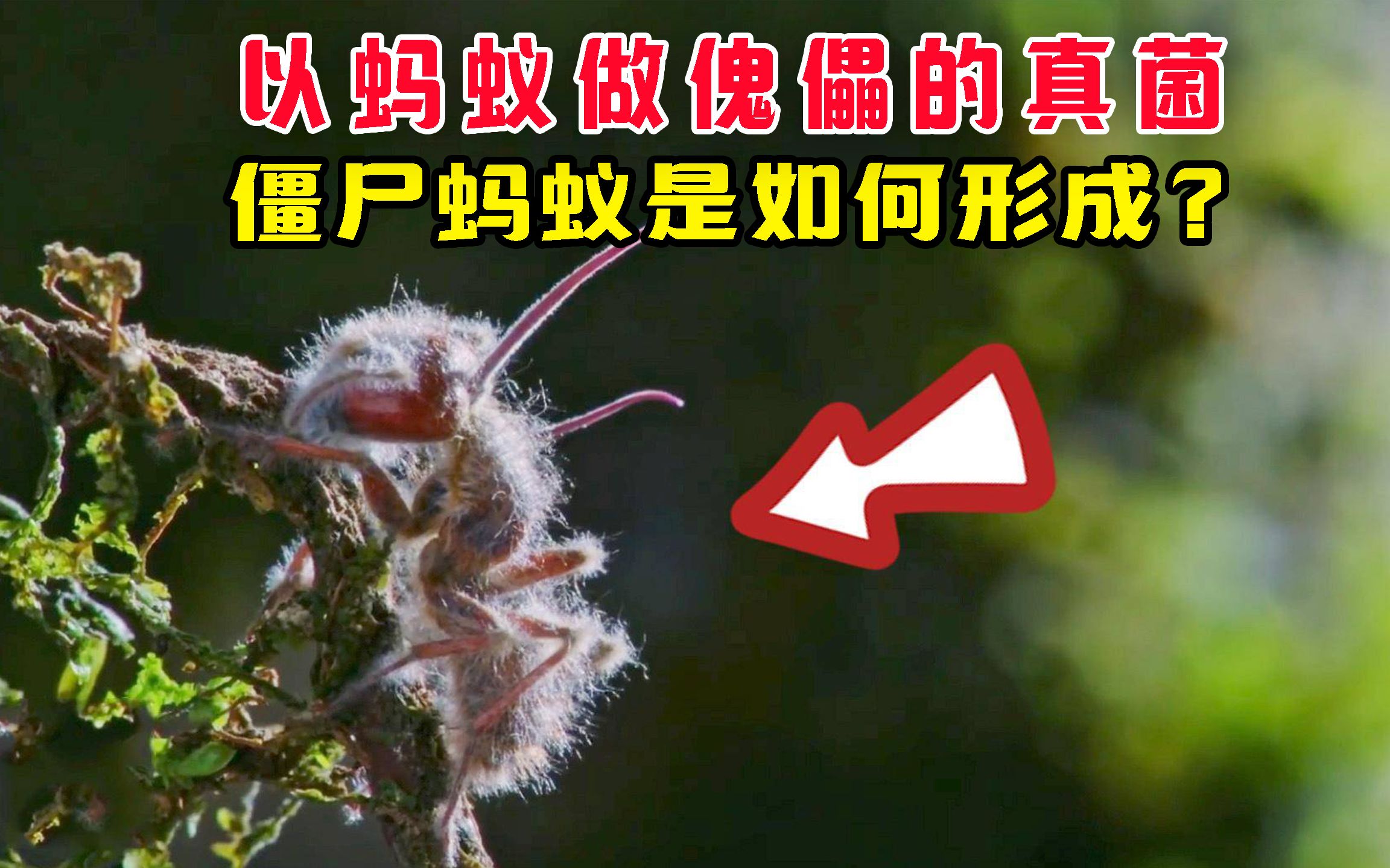 [图]以蚂蚁做傀儡的真菌，僵尸蚂蚁是如何形成？真菌操控的蚁族 #僵尸蚂蚁 #真菌 #动物科普