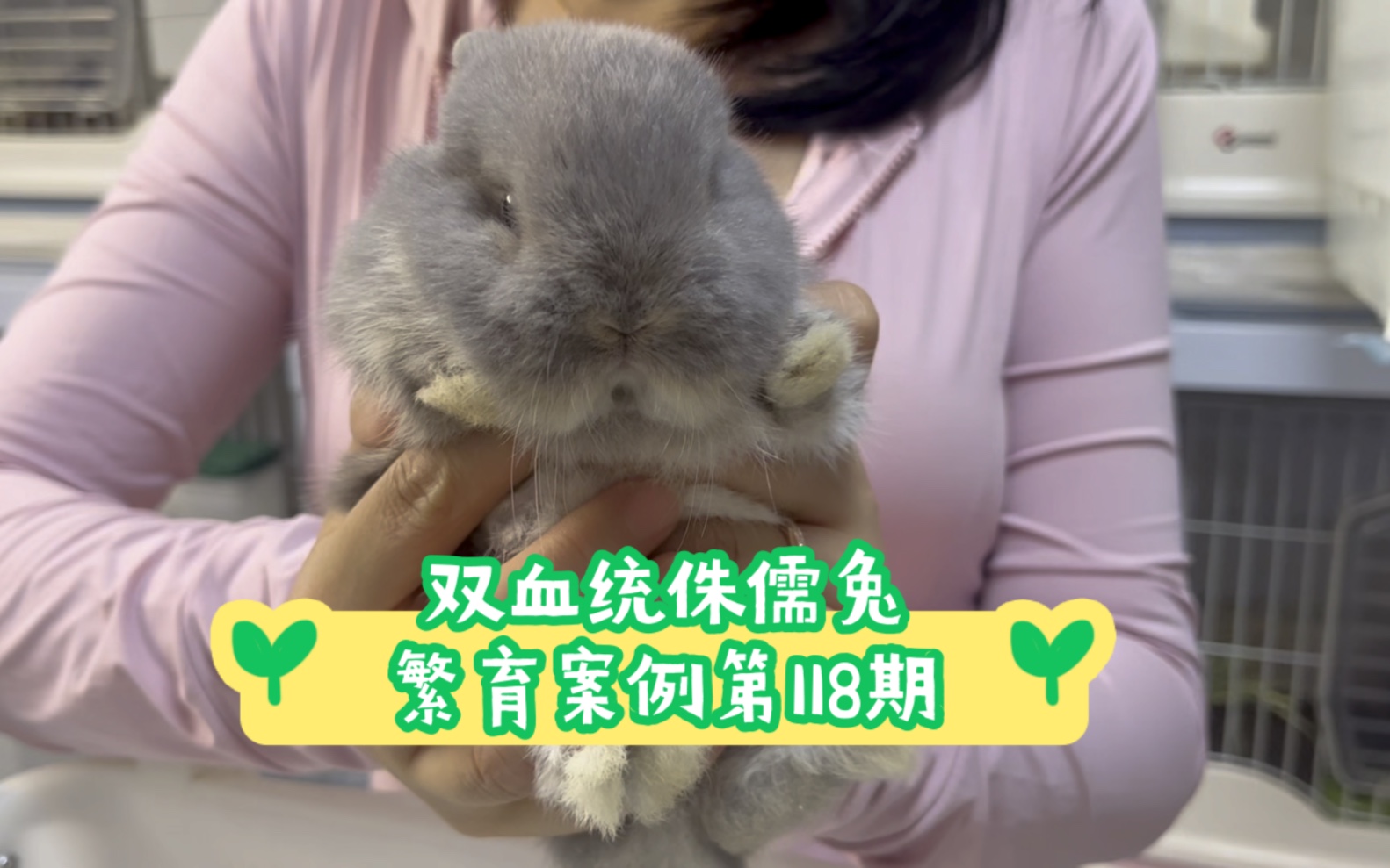 【盲盒开箱】双血统侏儒兔繁育案例第118期父亲是淡紫金吉拉色,母亲是