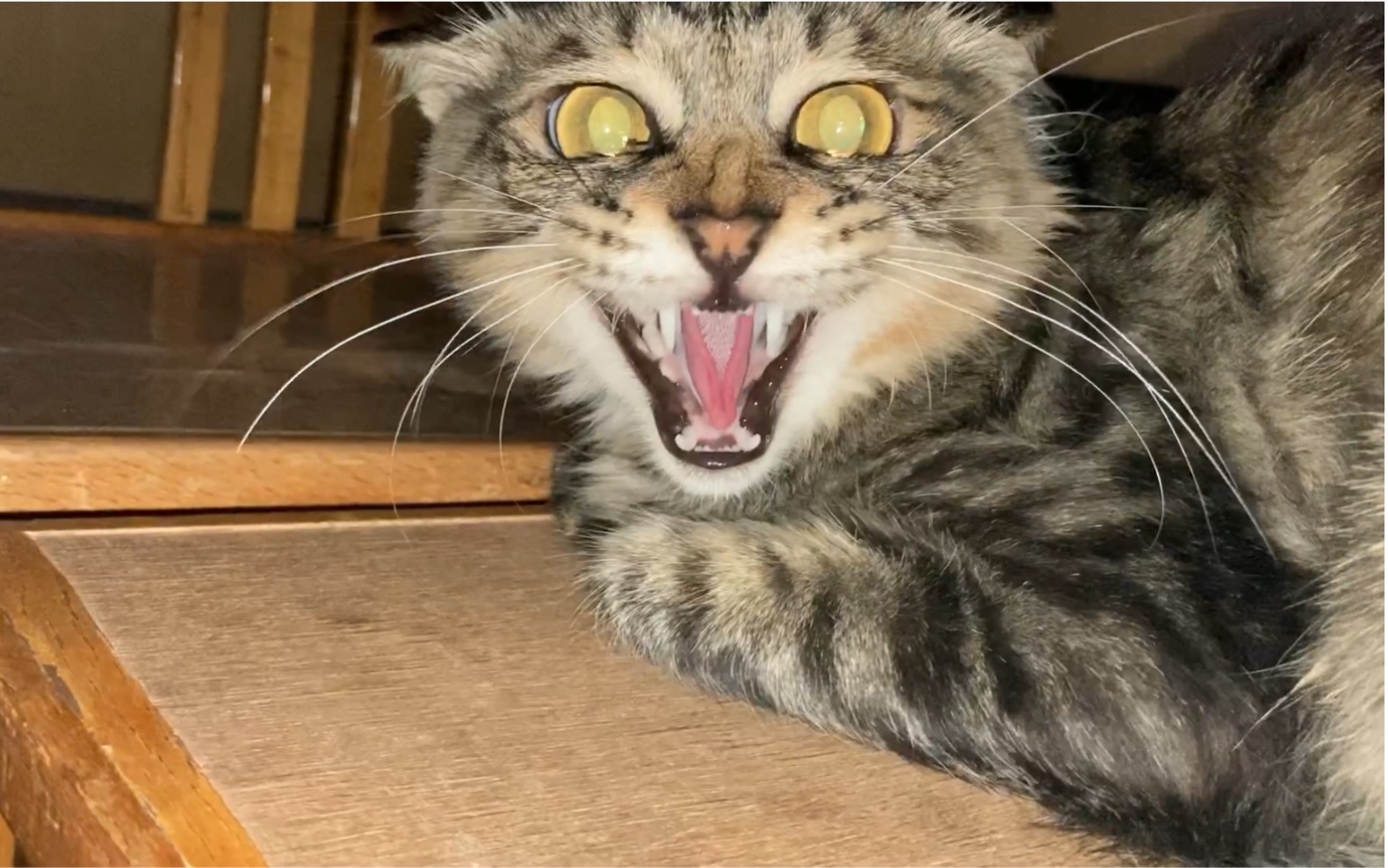 怂猫!哈哈哈哈哈哈哈哈