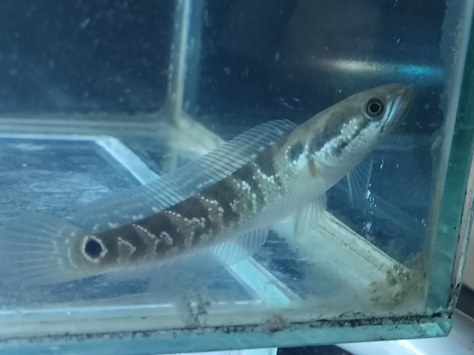 月鳢苗子到家前13天