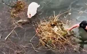 Скачать видео: 大雨冲散了天鹅夫妇的家，好心大叔帮助它们重建家园，再次见面一眼认出重温那温柔的瞬间