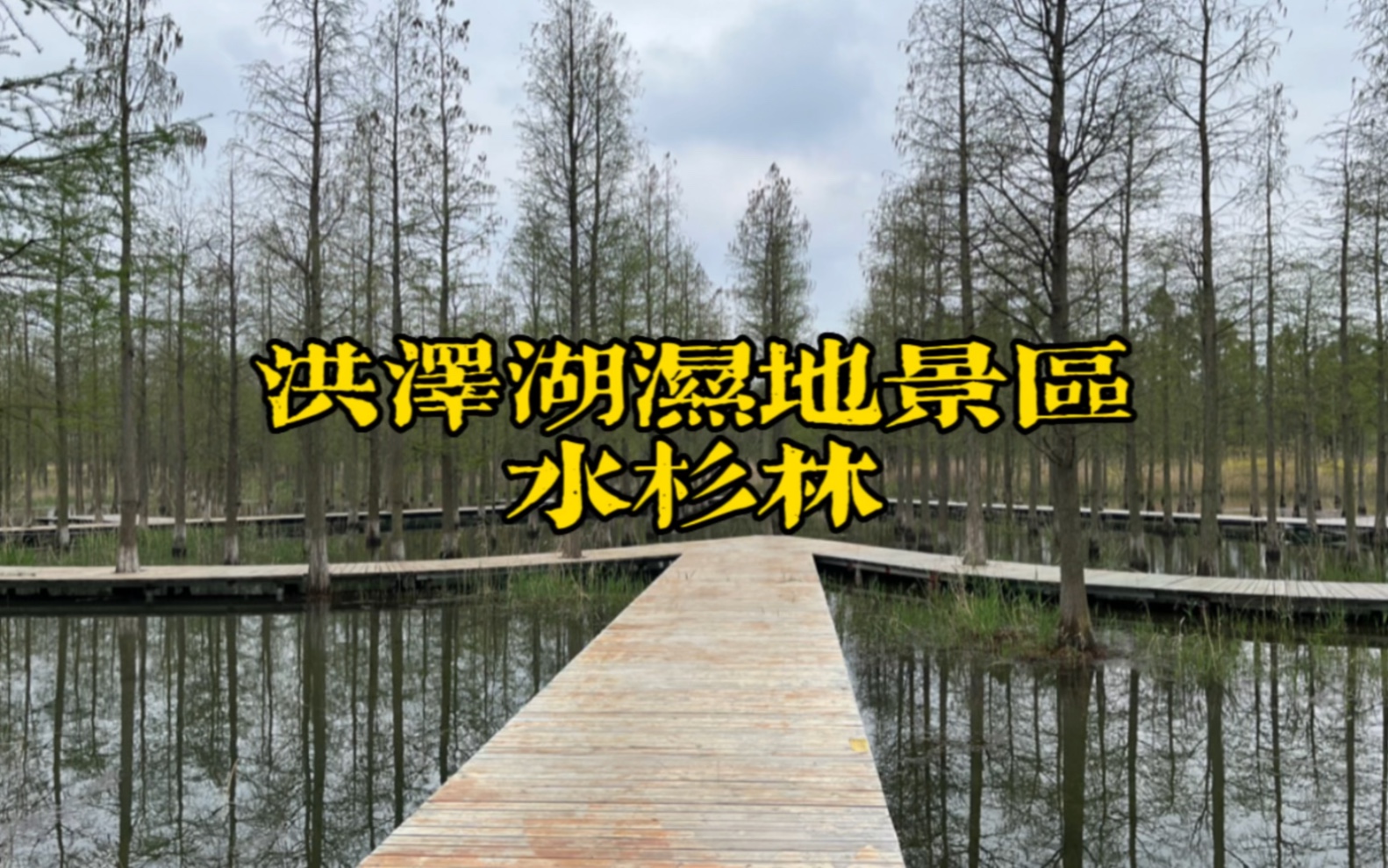 洪泽湖湿地景区——水杉林哔哩哔哩bilibili