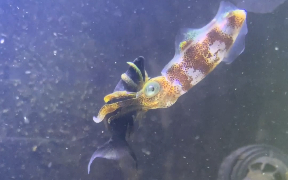 又一波小淡水观赏鱼入缸了乌贼捕食的瞬间太快很难记录不过这啃食的