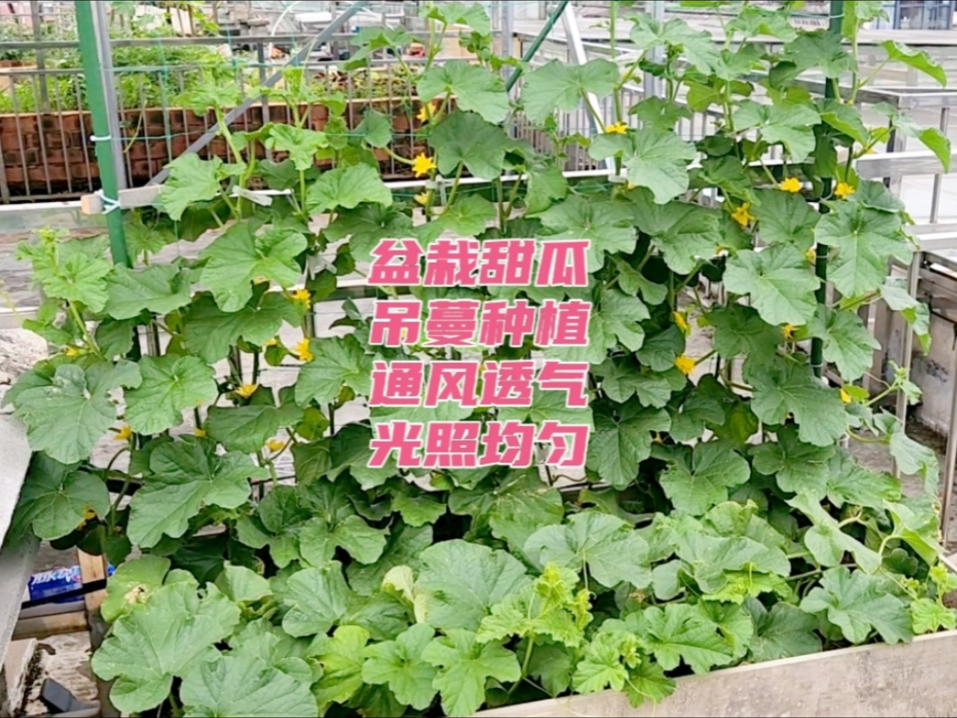 盆栽甜瓜,吊蔓种植,通风透气,光照均匀