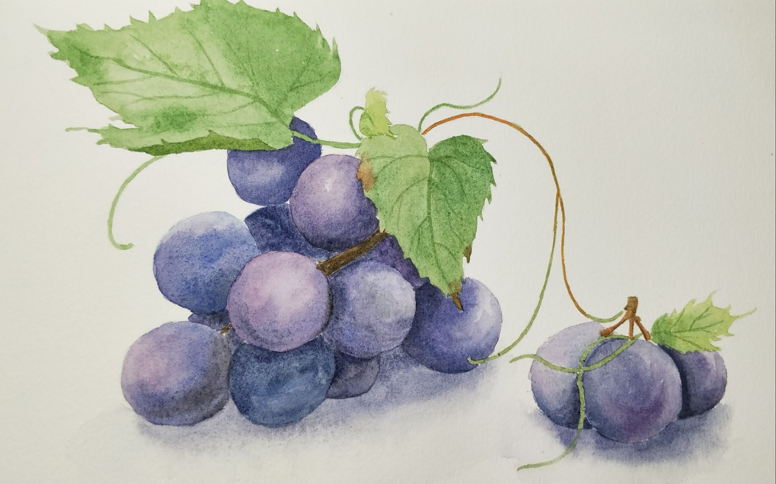 用水彩画一幅简单的葡萄