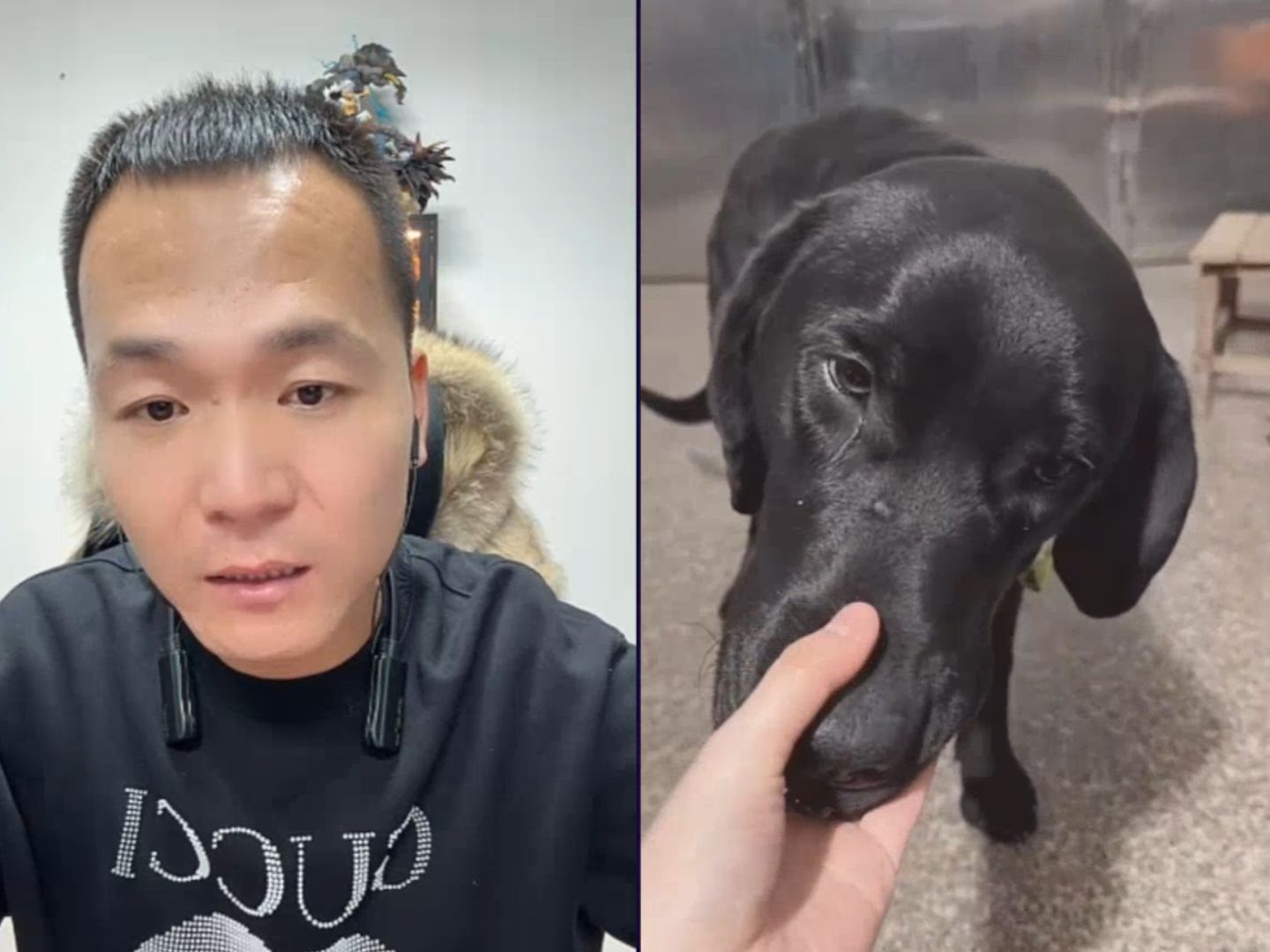 拆家案件引起的盗窃犯罪名-潘宏爱耍狗-潘宏爱耍狗-哔哩哔哩视频